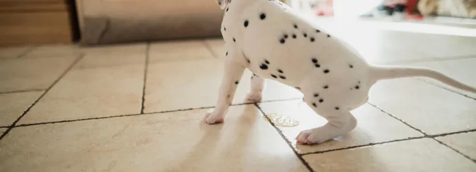 Hond plast in huis