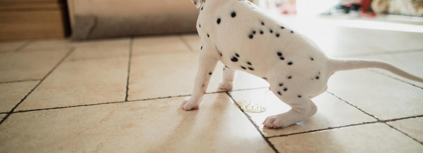 Hond plast in huis Hondenplas verwijderen Edet