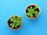 diy biodegradable plant pot grapefruit planter 03