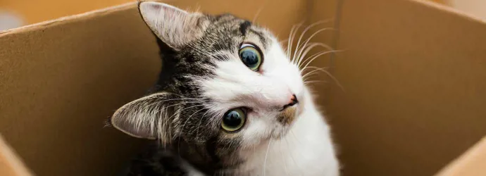 Met je kat verhuizen - zo houd je het stressvrij