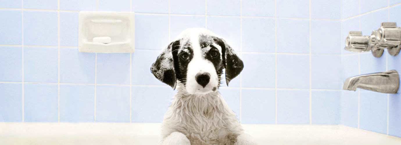 Hond zit in bad te wachten tot het tijd is voor zijn bad