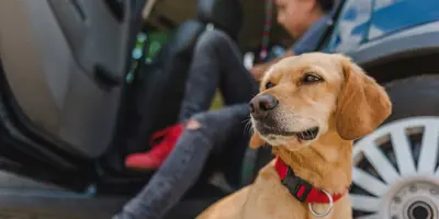 10 tips voor reizen met een hond in de auto