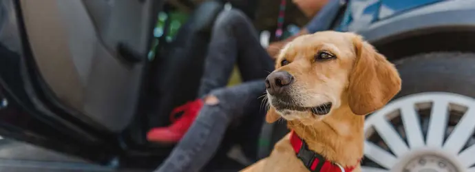 10 tips voor reizen met een hond in de auto